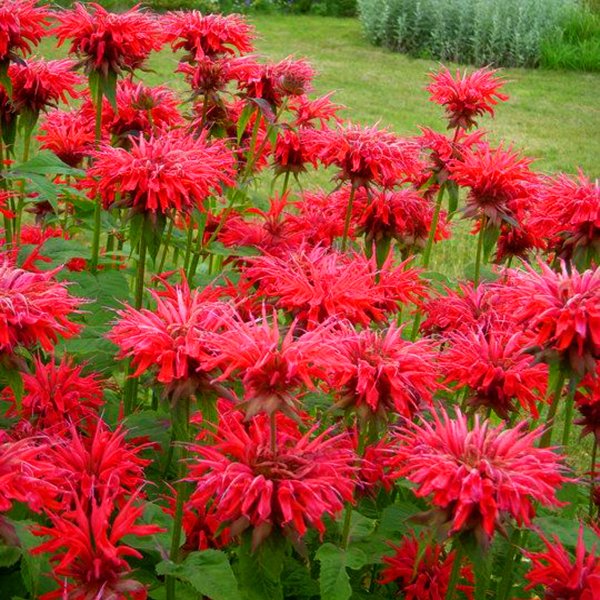 Монарда двойчатая