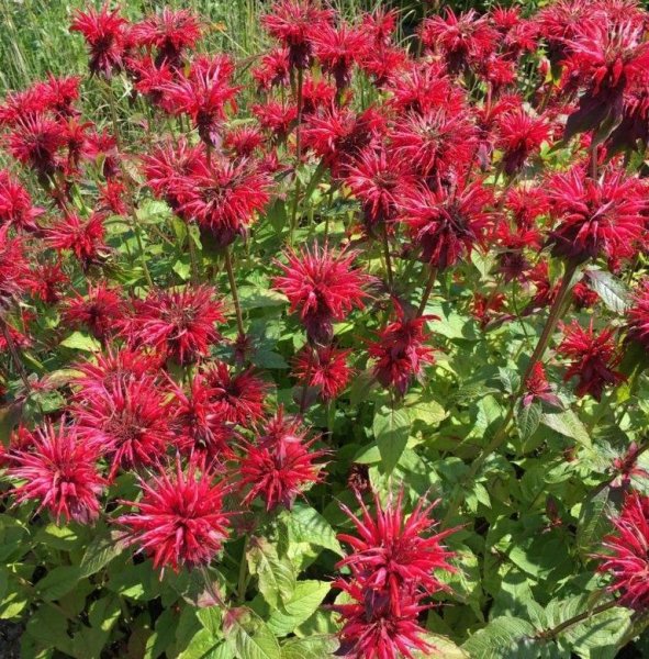 Монарда двойчатая