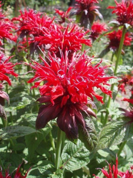 Монарда двойчатая красная