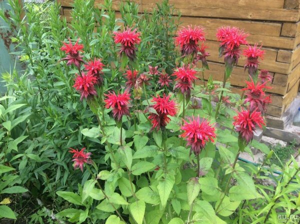 Цветок бергамот монарда