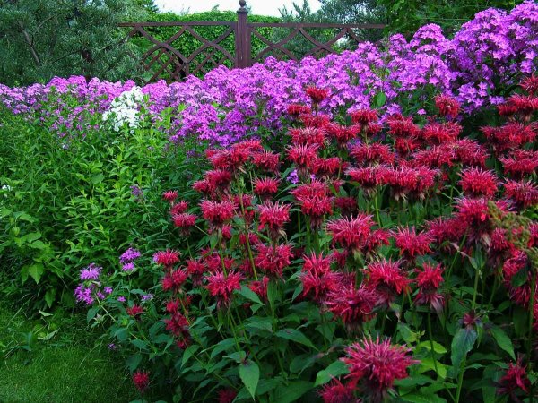 Монарда гибридная Твинс