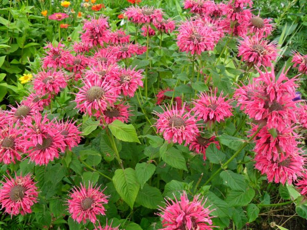 Монарда двойчатая