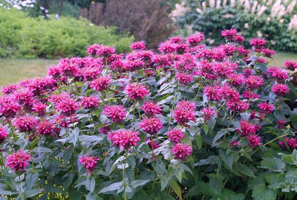 Монарда пурпурная