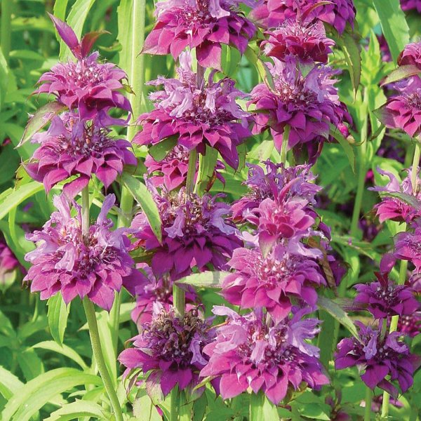 Монарда лимонная бергамот