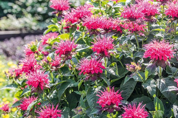 Монарда фаербол