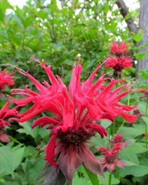 Монарда Гадэнвью Скарлет