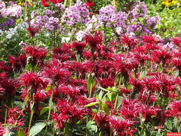 Монарда двойчатая со злаками в современном саду