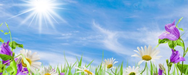 Цветы на фоне неба