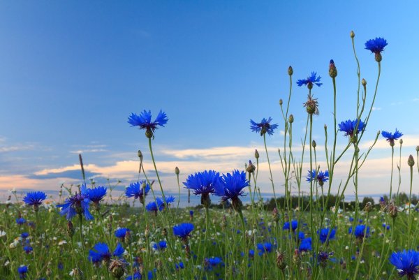 Поле Васильков снизу