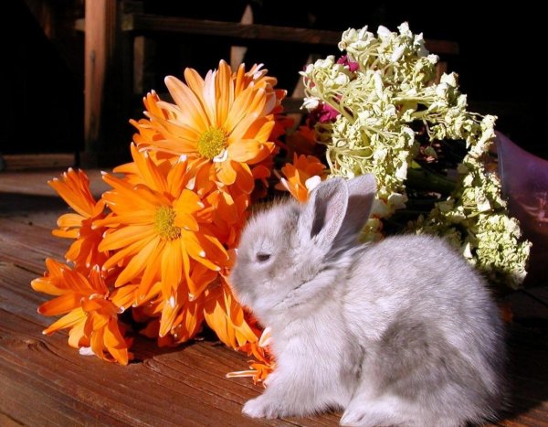 Кролик с цветами