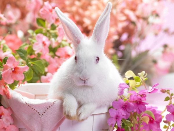 Кролик с букетом цветов