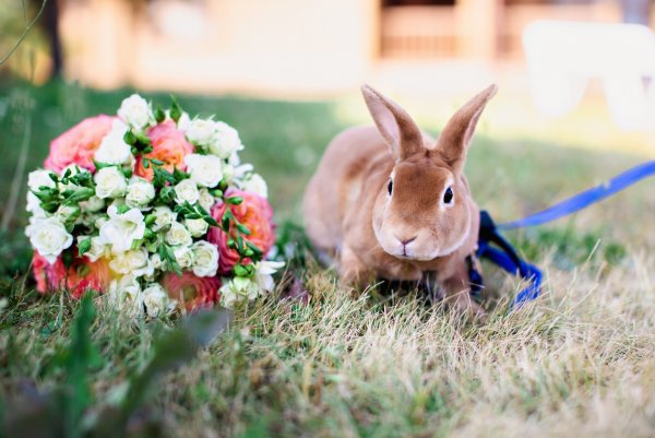 Кролик с цветами