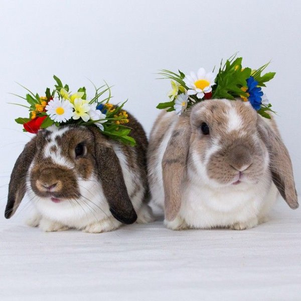 Самые красивые кролики