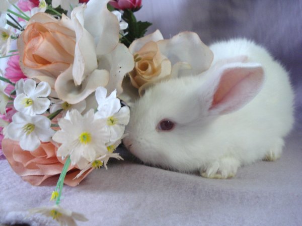 Пасха природа