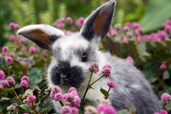 Rabbit with Flowers