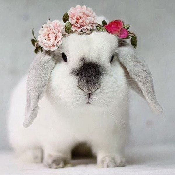 Кролик акварель