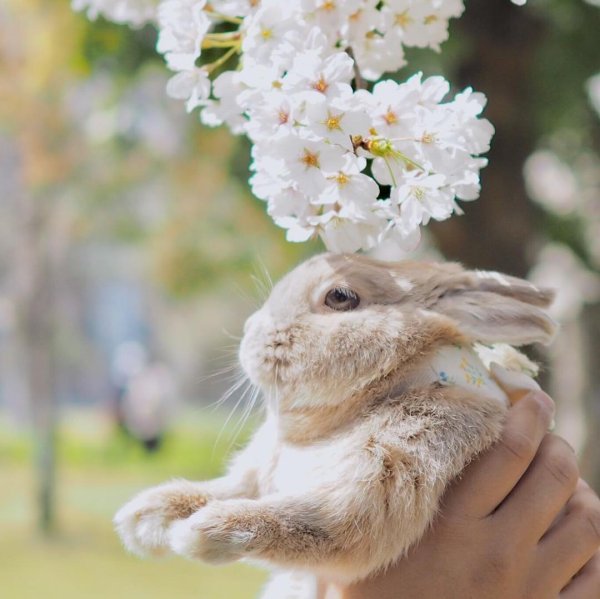 Животные с букетом цветов