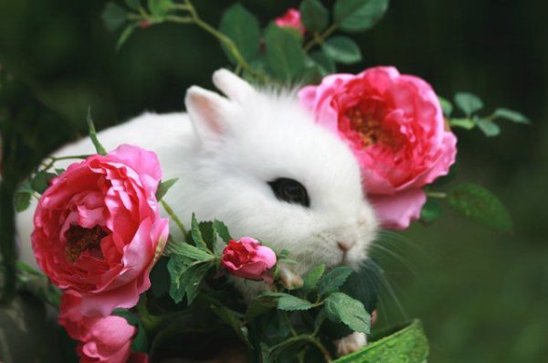 Заяц на лугу