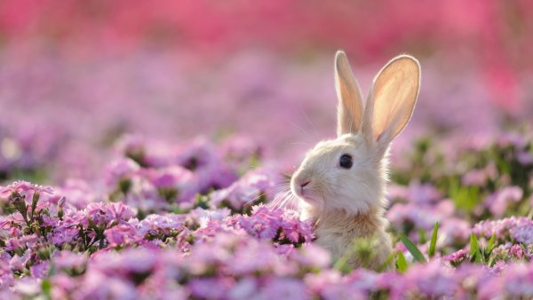 Заяц с цветами