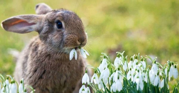 Постер заяц