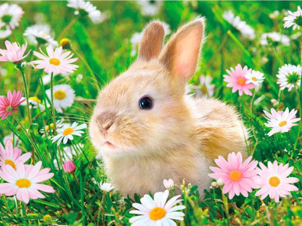 Кролик с цветами