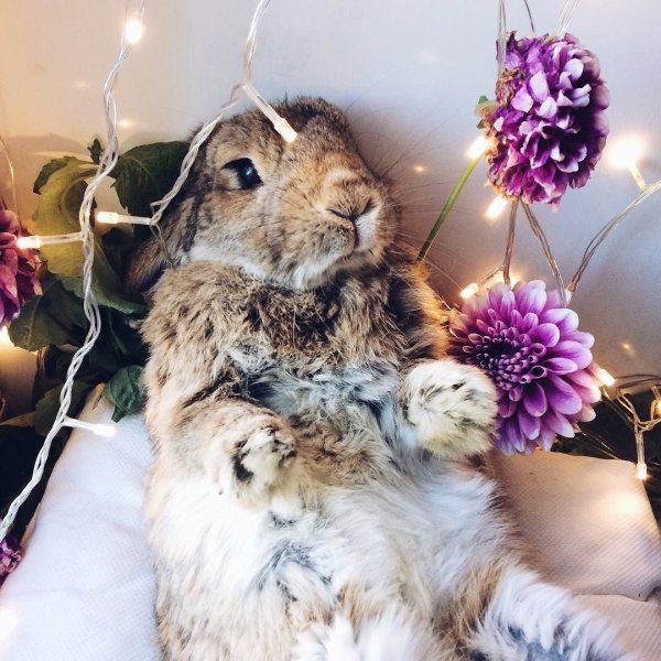 Кролик с цветами