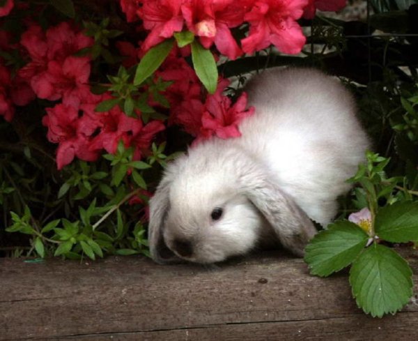 Зайчики в цветах на белой