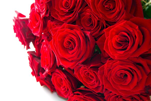 Красные розы