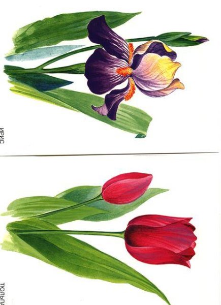 Демонстрационный материал цветы