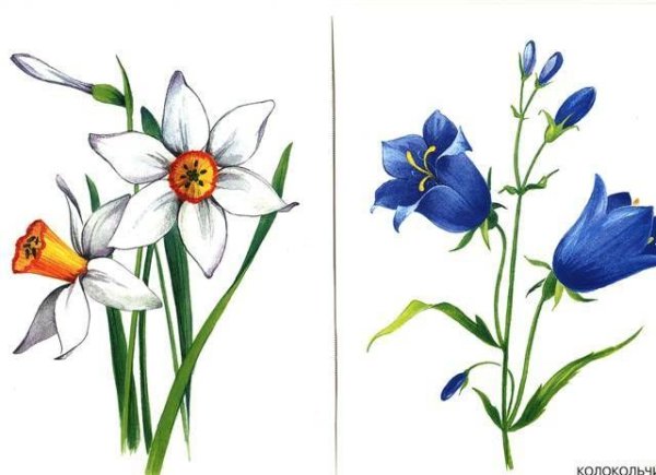 Колокольчик цветок рисунок