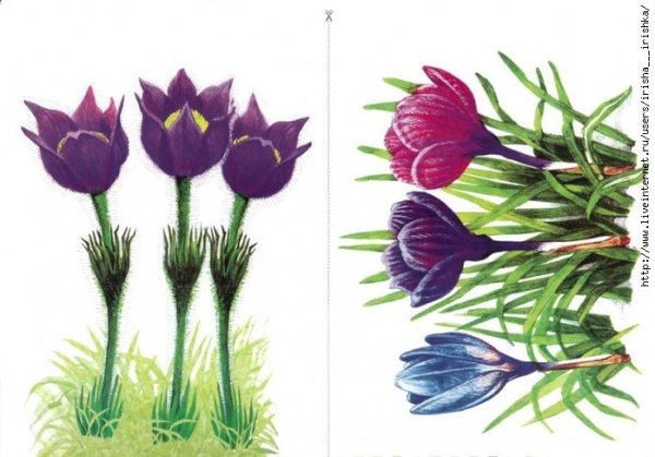 Демонстрационный материал первоцветы