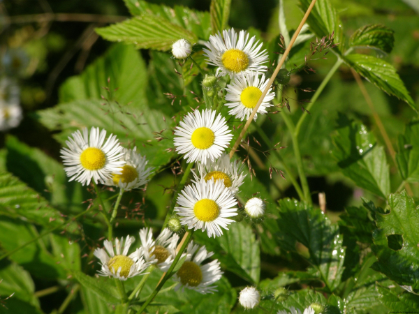 Дикоросы цветы