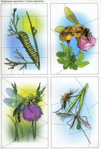 Собери картинку насекомые