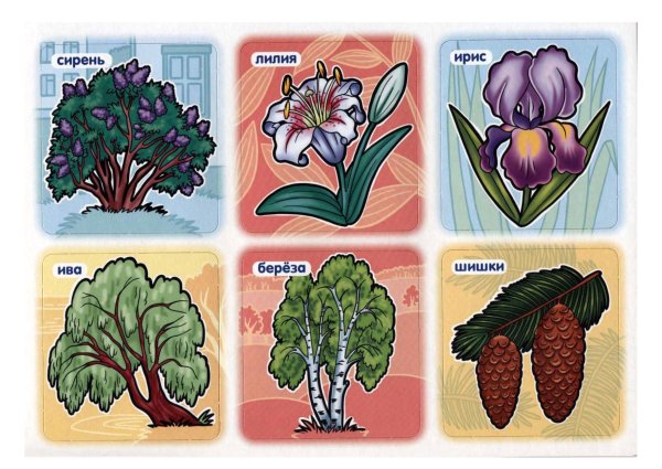 Карточки растения для детей