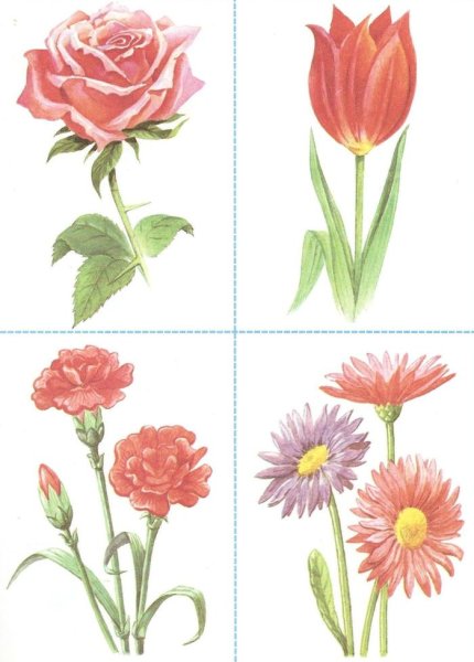 Карточки цветы для детского сада