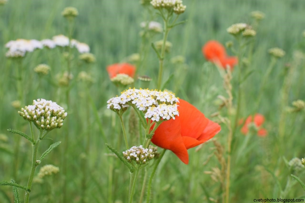 Полевые растения