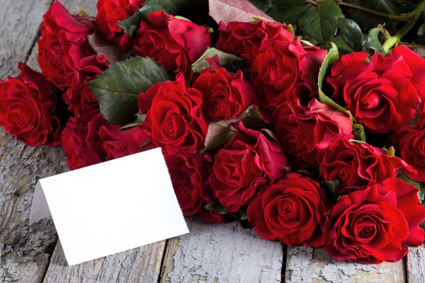 Роза бордовая