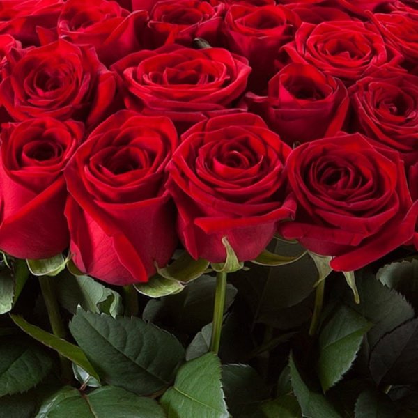 Букет красных роз на белом фоне