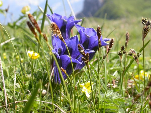 Gentiana Crocus цветок