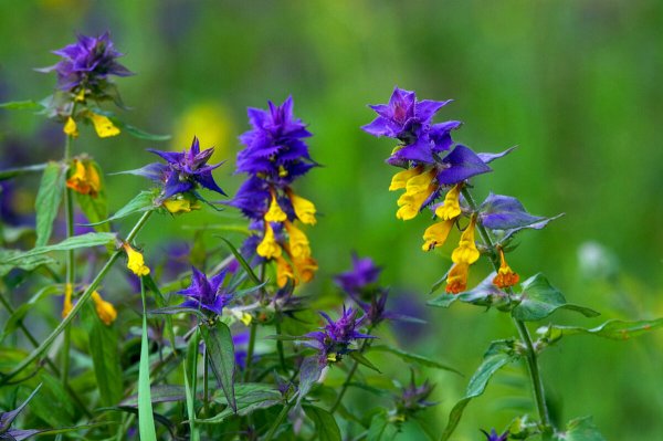 Марьянник Дубравный цветок