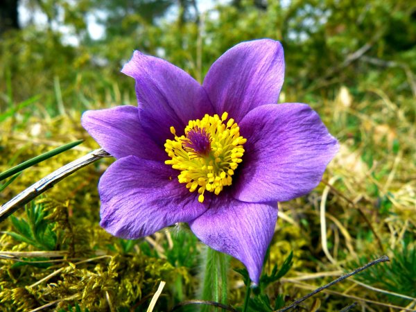 Прострел горный Pulsatilla Montana