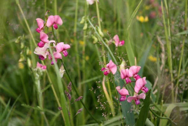 Ландышник полевой