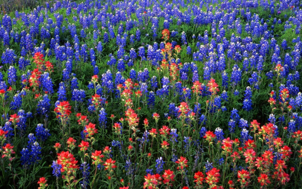 Полевые цветы люпины