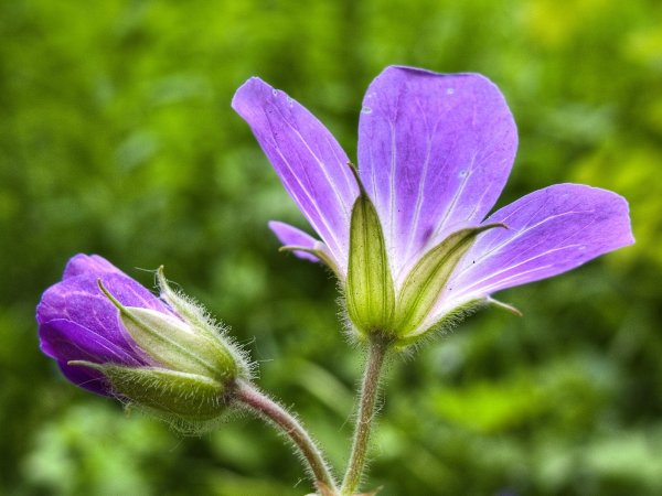 Дикорвстущии растении