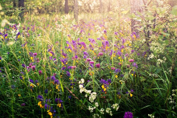 Разнотравье Сибири