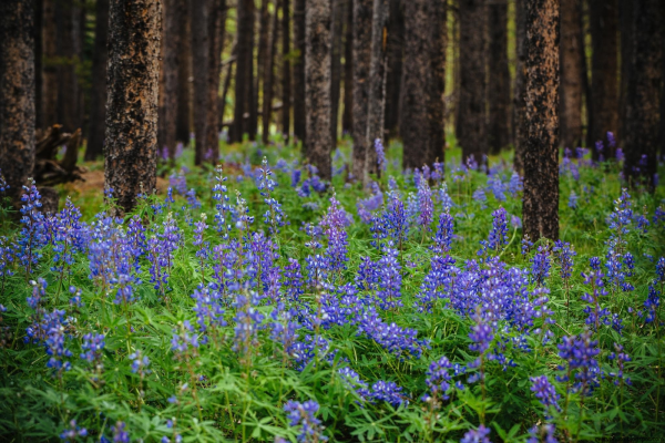 Лесные цветы Подмосковья
