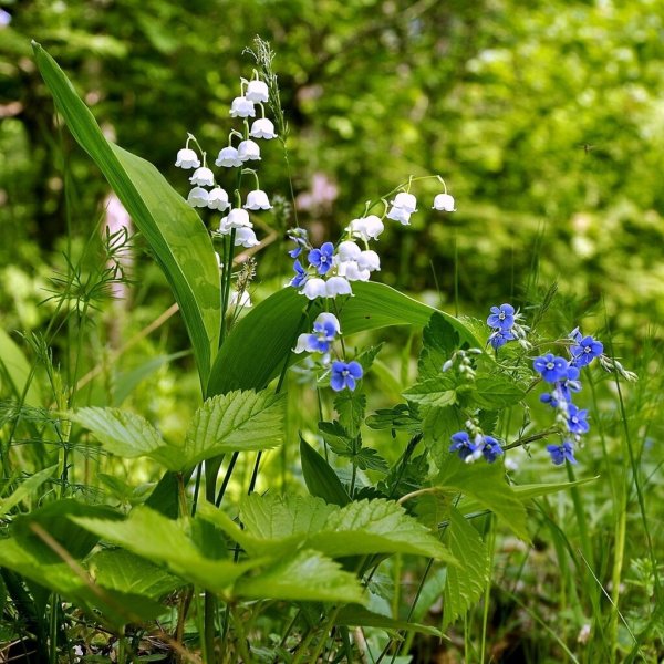 Печеночница hepatica Nobilis