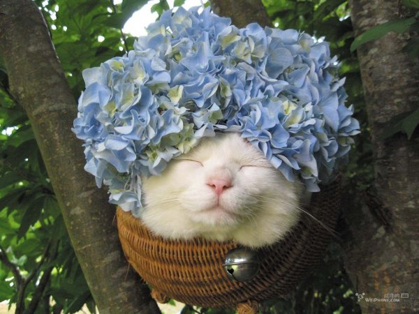 Котик с цветочком смешной