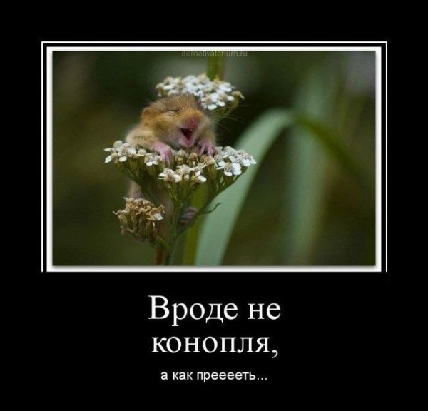 Анекдот про ромашку