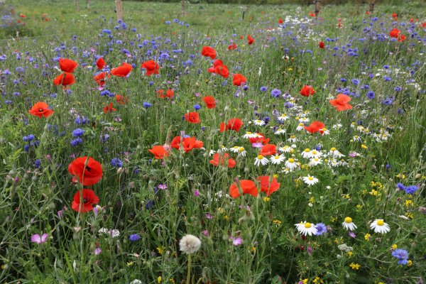 Дикорастущие травы